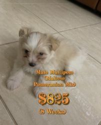 Male Maltipom (Maltese Pomeranian Mix)