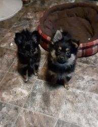 2 Maltipom puppies for sale