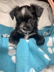 Tiny male Maltese/Pomeranian mix puppy