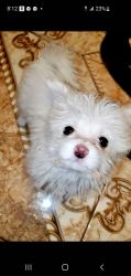 I have 3 puppies 2 boys 1 girl they are pomeranian Maltese mixed breed