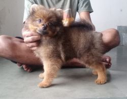 Mini pom puppy available