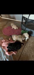 2 female 2 male puppies Maltese x poodle x Pom ready for a new home