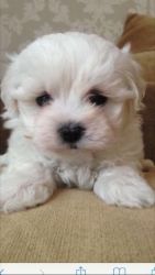 Absolutely adorable Maltichon puppies for sale