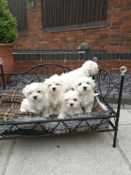 Healthy, adorable Teacup Maltese puppies