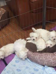 Gorgeous Little Maltese Puppies