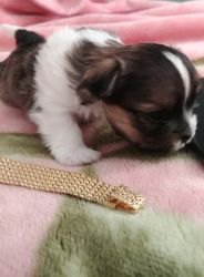 MiKi Puppies For Sale