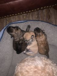 3 Maltipom puppies for sale