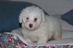 Snoopy the maltipoo puppies