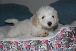 Goffy the maltipoo puppies