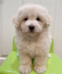 Maltipoo Maltese poodle puppies puppy male