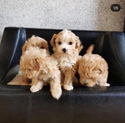 Ready Now Extremely tiny Maltipoo puppies