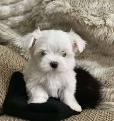 Say hello to this fluffy Maltipoo puppy