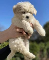 Cream maltipoo puppy available