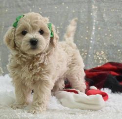 Friendly maltipoo puppies for sale