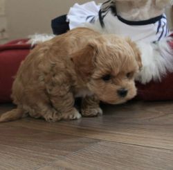 Outstanding Tiny Maltipoo Puppies