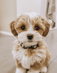 Mini Cute Maltipoo Puppy
