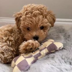 Xx Maltipoo puppies available