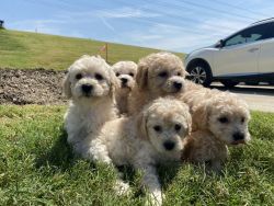 Cute MaltiPoo pups ready for a LOVING family
