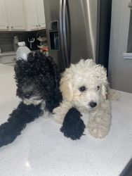 2 Adorable HEALTHY Maltipoo puppies left