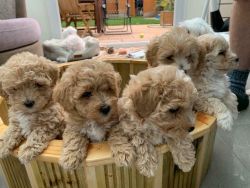 rehoming maltipoo puppies