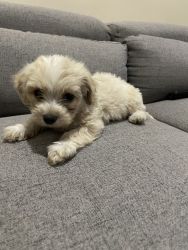 Rare Ghanaian MaltiPoo toy breed from Africa