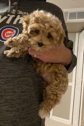 Adorable Maltipoo male puppy needs his forever home