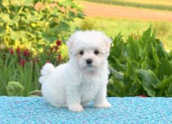 Lovable and warm hearted Maltipoo