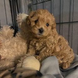 Affectionate Maltipoo Puppies For Adoption