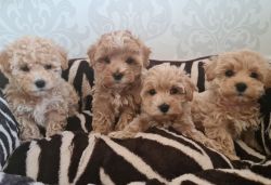 Gorgeous maltipoo boys and Girls looking for a new home