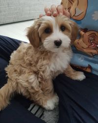 Maltipoo Puppies Now Available for New Home