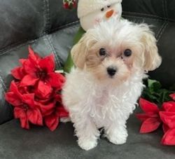 Tiny Maltipoo Puppy: A perfect Christmas Present!