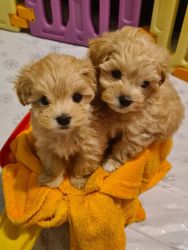 Apricot Toy maltipoo puppies