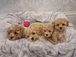 Exceptional Luxurious Toy Teddy Maltipoo Pups