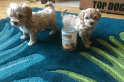 Litter of MaltiPoo Puppies at Puritypets Home