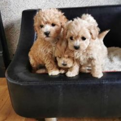 Set/Litter of MaltiPoo puppies at Puritypets Home
