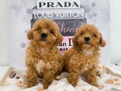 Amazing Maltipoo puppies for adoption