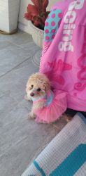 Maltipoo french