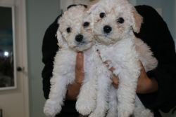 Eight week old puppies. Mother is a maltipoo & father is a maltese.