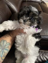 9 week old Maltipoo Puppy