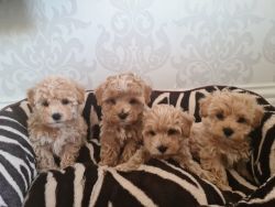 Teacup toy and standerd Maltipoo puppies