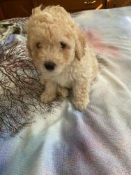Maltipoo Puppies for sale !