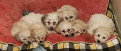 Maltipoo puppies for sale