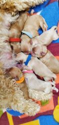 Maltipoo Puppies 4 boys 3 girls