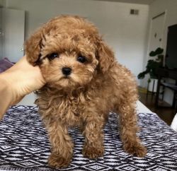 Cute Toy Maltipoo Puppy