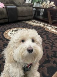 1 year old Maltipoo for Sale