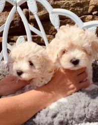 One boy and One girl Maltipoo pups available