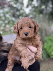 Toy Red Maltipoo
