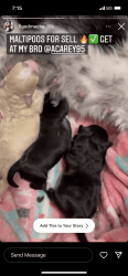 Newborn Maltipoo Puppies