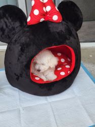 2 month old Maltipoo