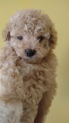 Maltipoo fluffy , beautiful healthy lovable these puppies will make a